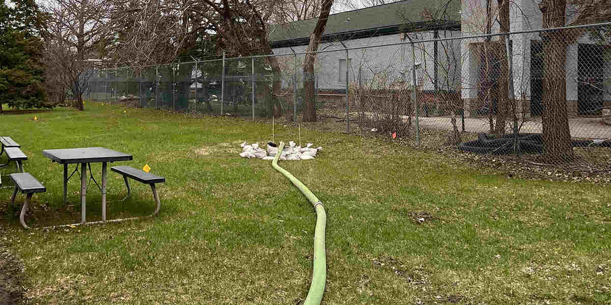A picnic table and benches on a grassy lawn. A water hose leads to a cluster of ducks near a fence.