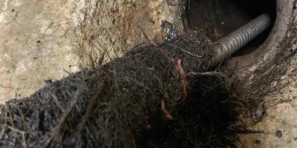 How to Get Rid of Roots in Main Sewer Line King's Services