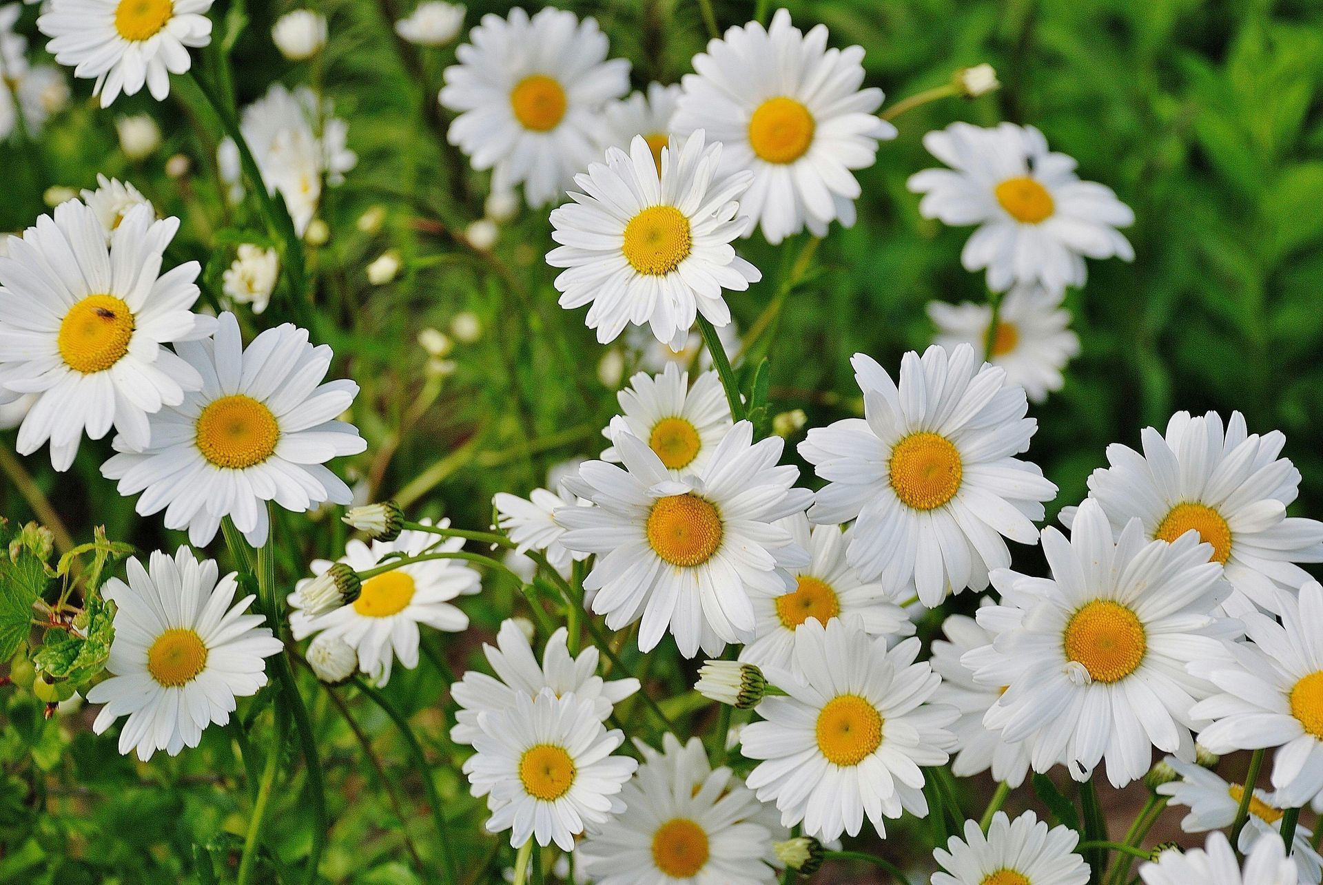 Native Flowers