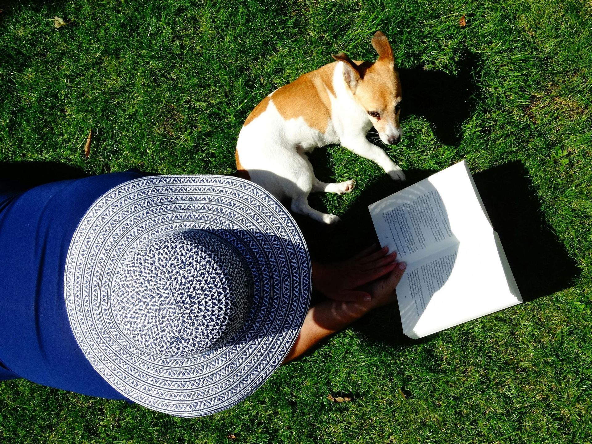 Organic Lawn Care | Traditional Lawn Care