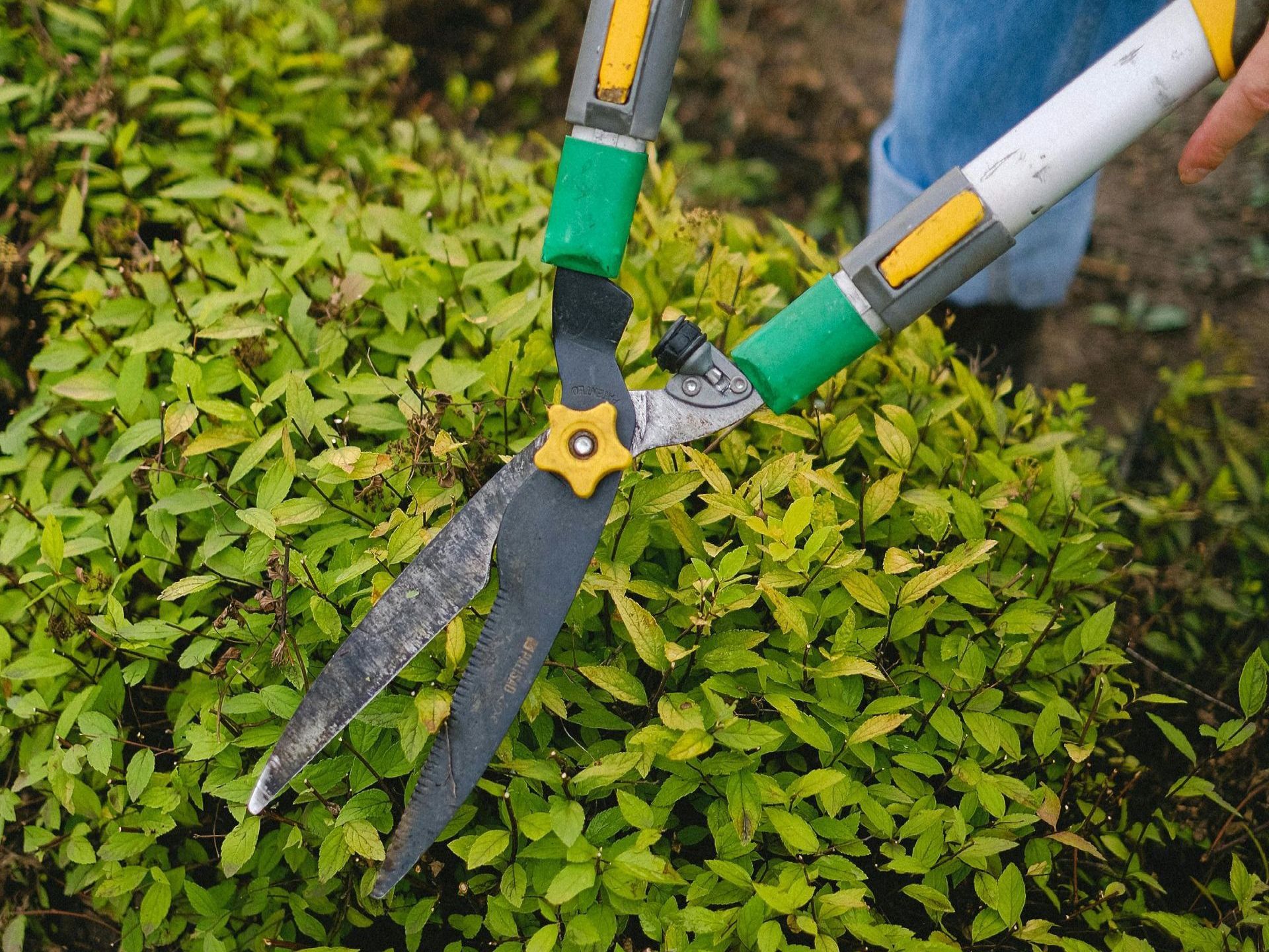 Landscaping Maintenance | Trimming