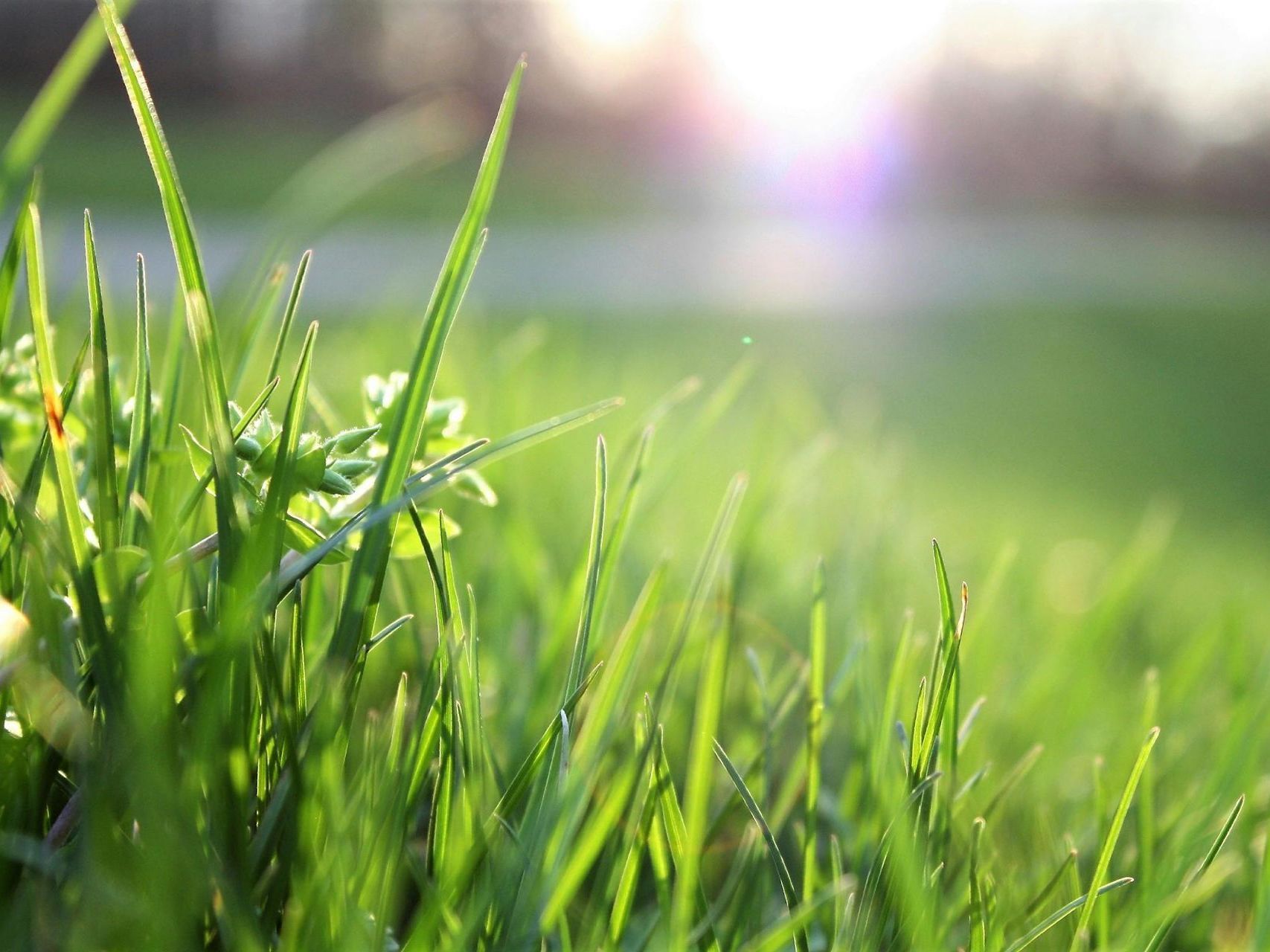 Organic Lawn Care | Traditional Lawn Care