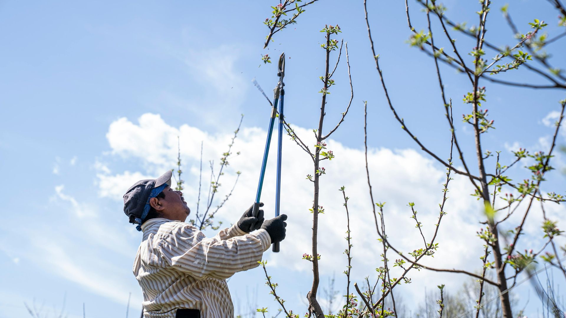 Landscape Maintenance