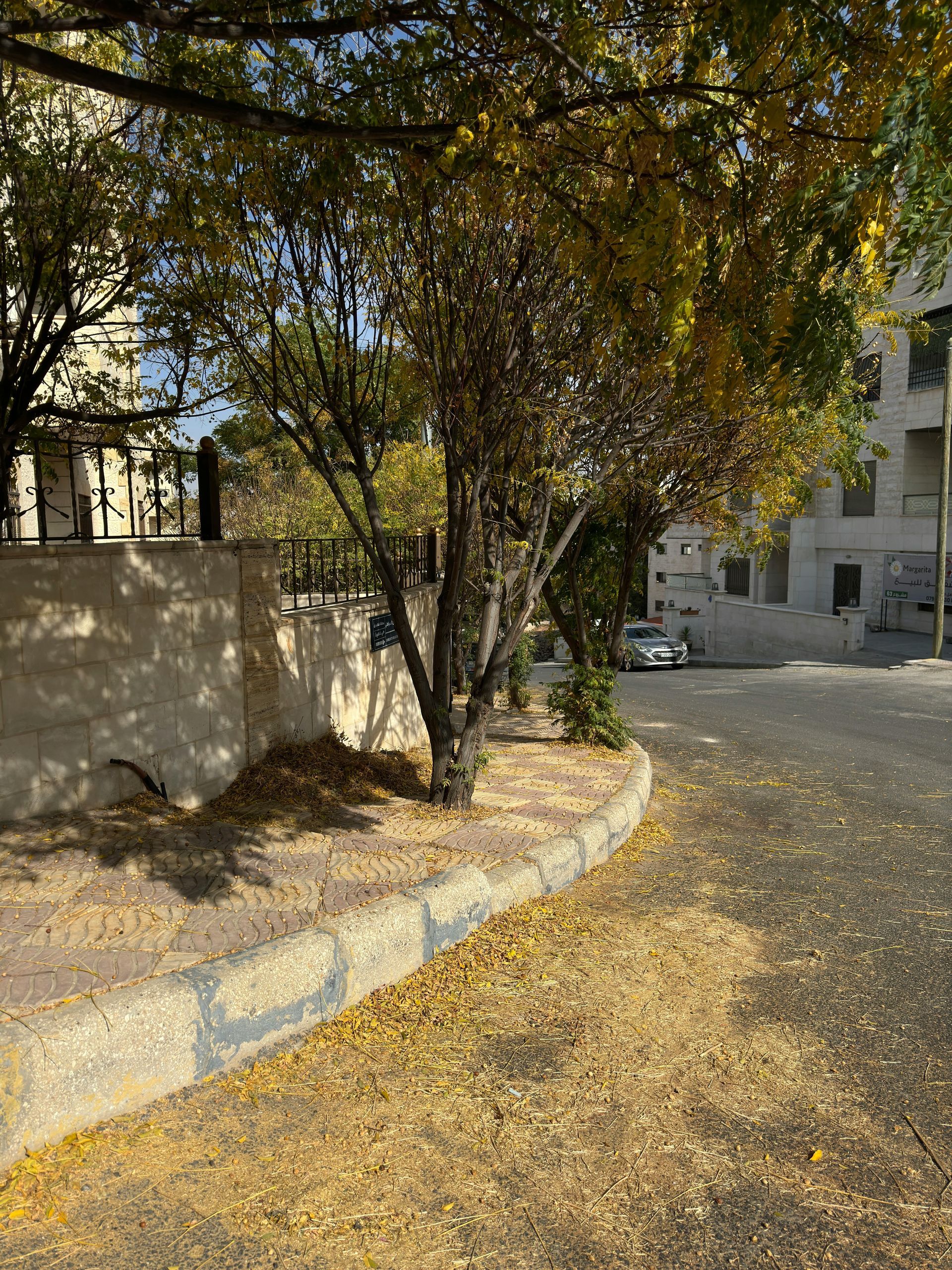 Tree-lined street with a curved stone wall and dry leaves covering the ground in warm sunlight