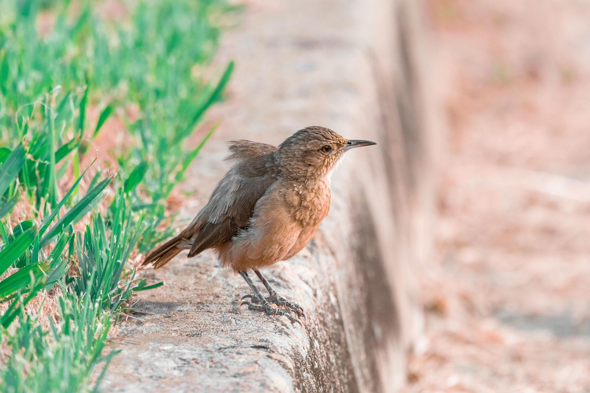 Small brown bird perched on a stone ledge beside green plants