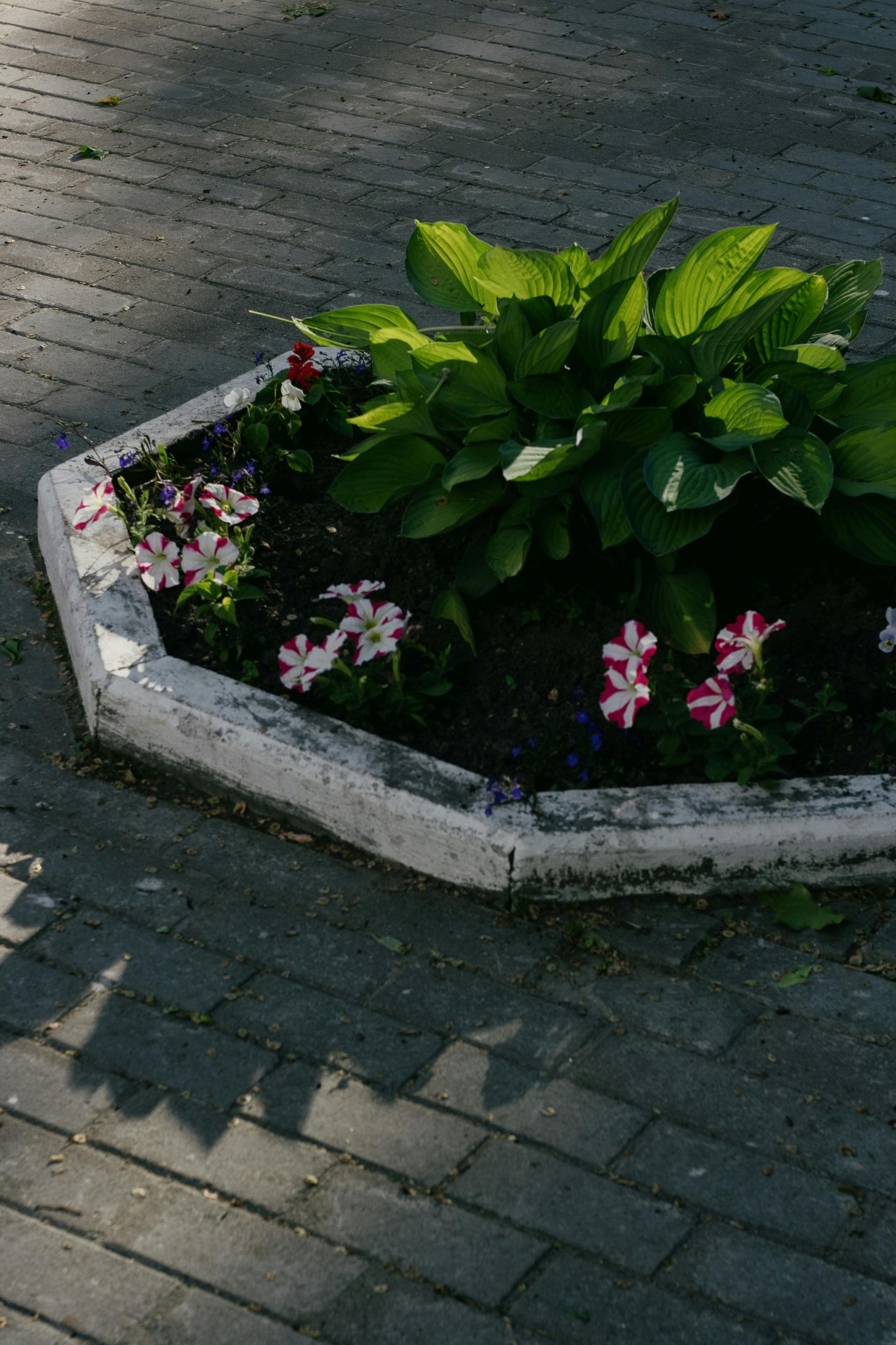 Flower bed with pink and white flowers and green plants in a hexagonal curb on a brick walkway