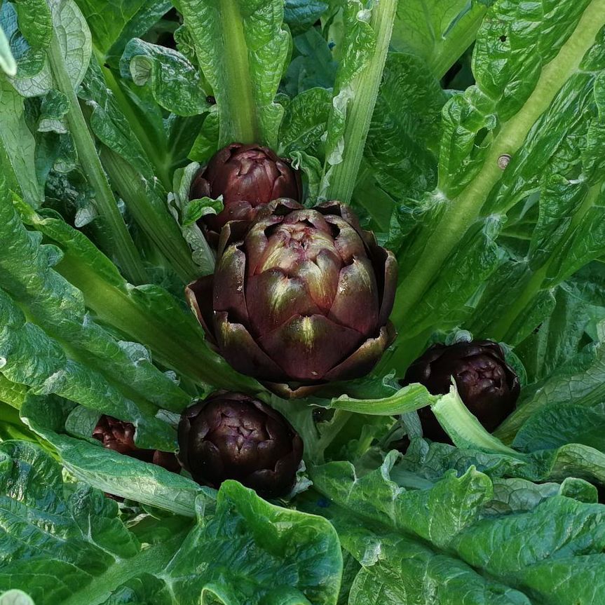 Organic artichokes
