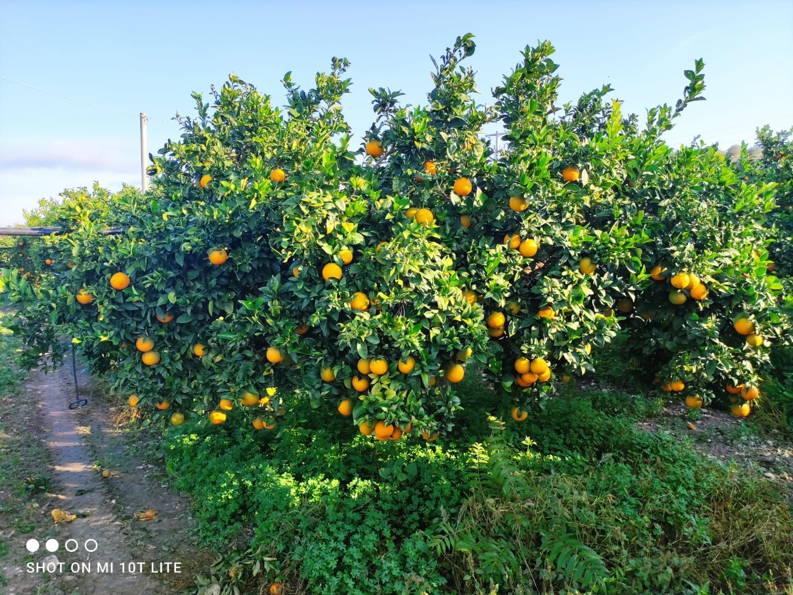 Orange grove