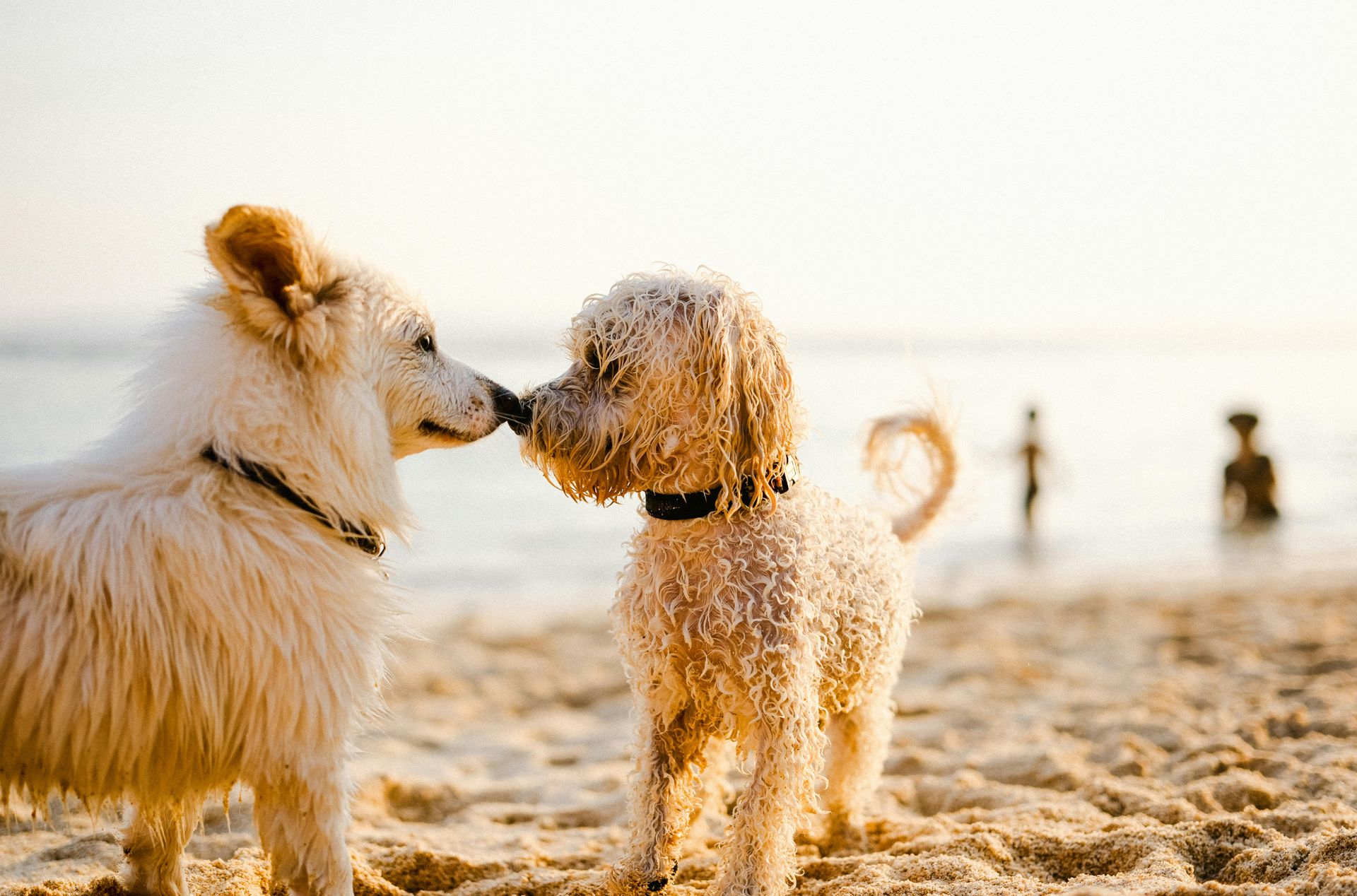 2 Dogs 2x Weekly Pet Waste Services /Also Litter Boxes