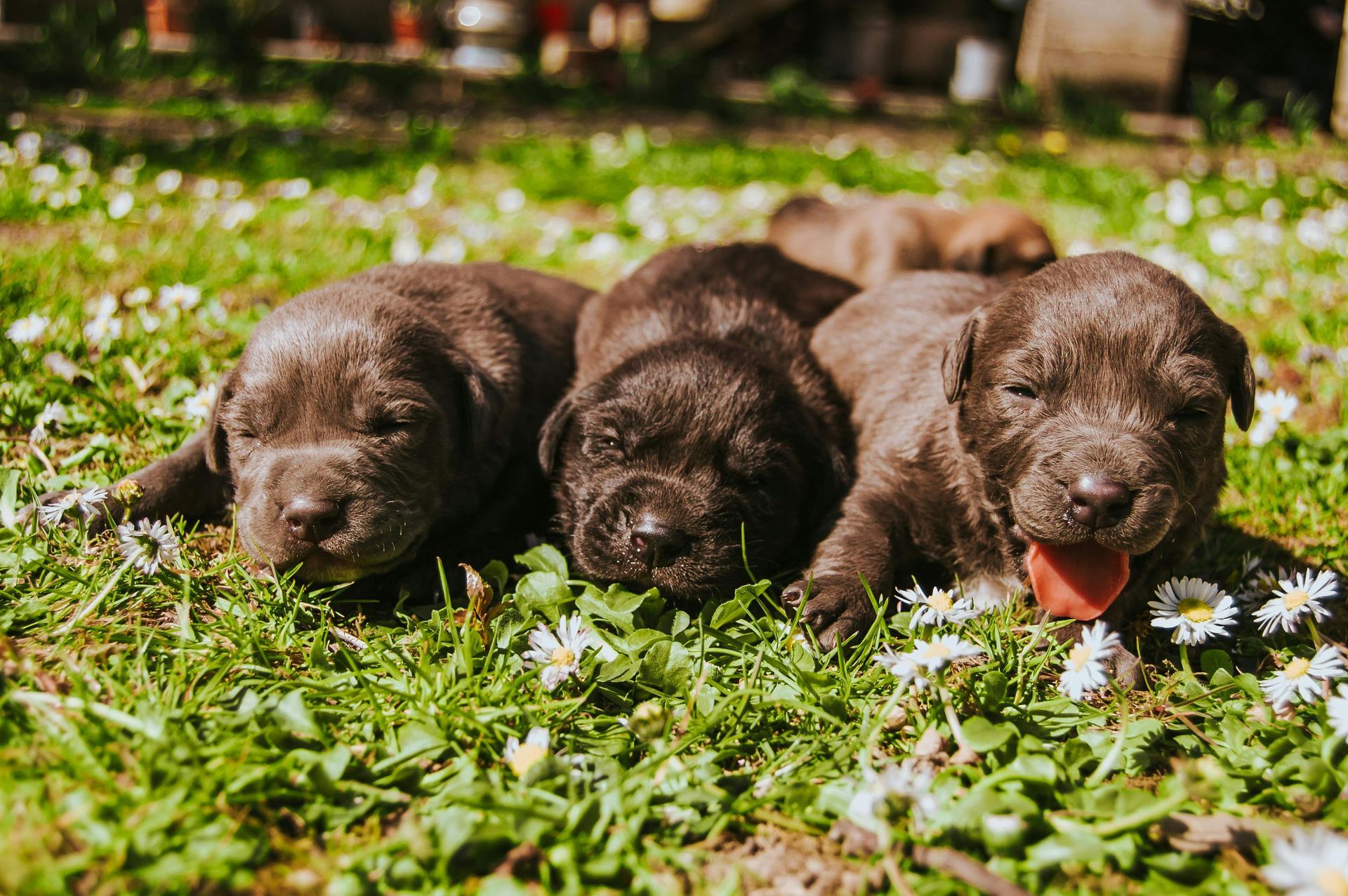 4 Dogs Bi-Weekly Pet Waste Services /Also Litter Boxes