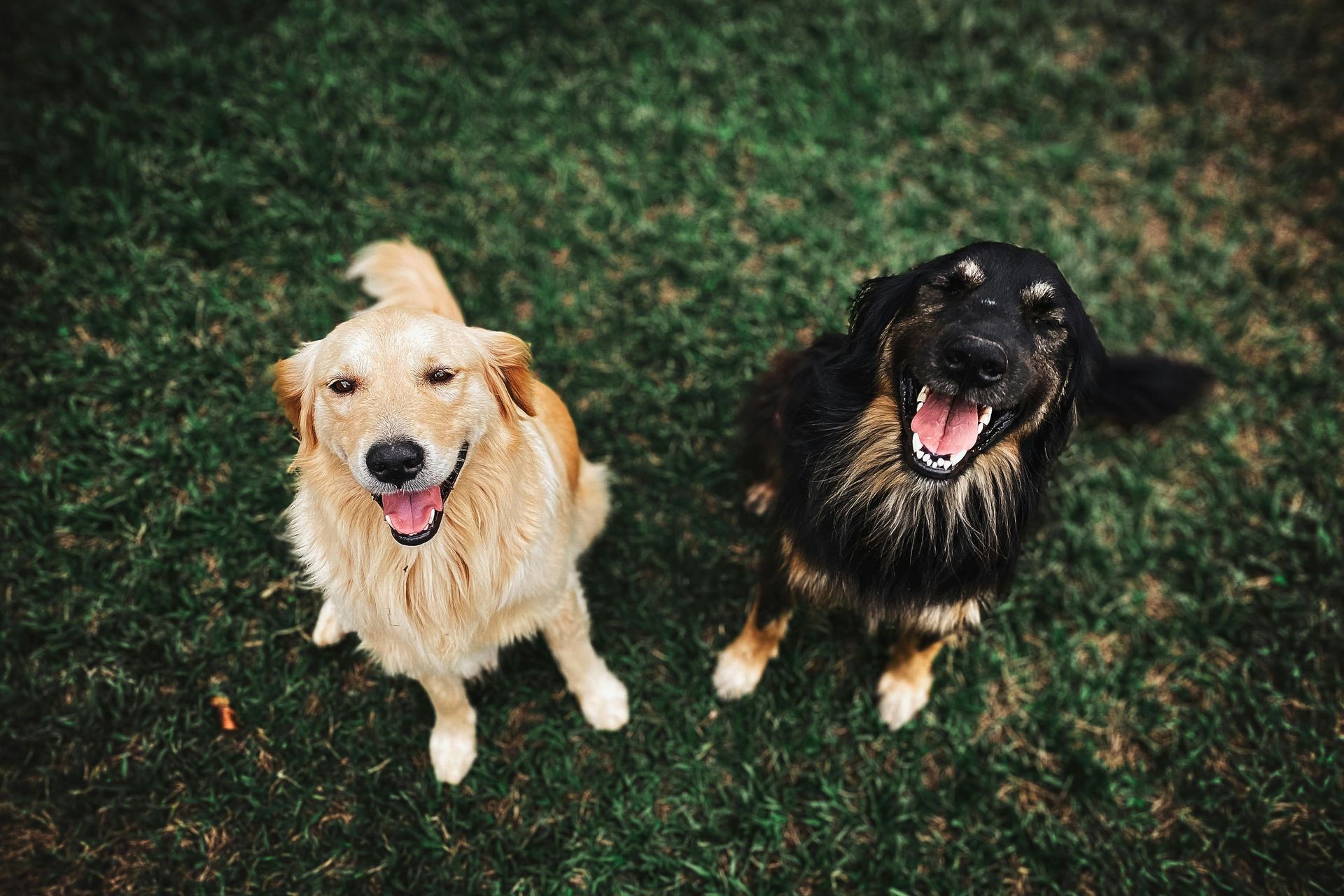2 Dogs Bi-Weekly Pet Waste Services /Also Litter Boxes