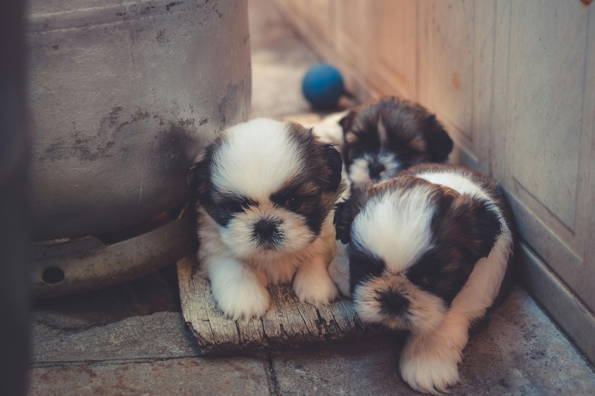 3 Dogs Bi-Weekly Pet Waste Services /Also Litter Boxes