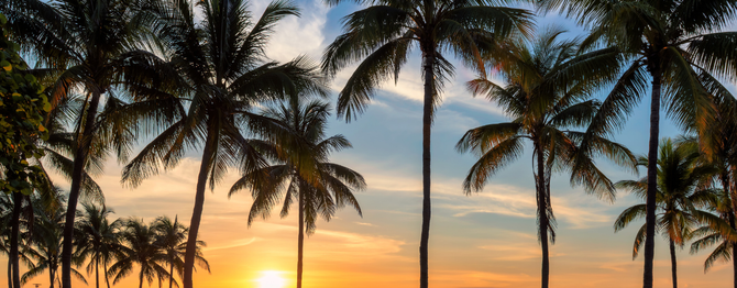 Palm trees silhouetted against a colorful sunset sky.