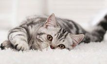 A playful cat