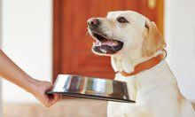 A dog being fed