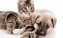 A kitten and a pup