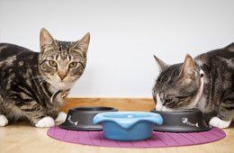 Two cats eating