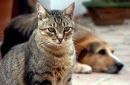 Quality pet care