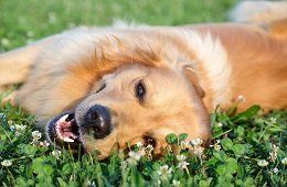 A dog playing in the garden
