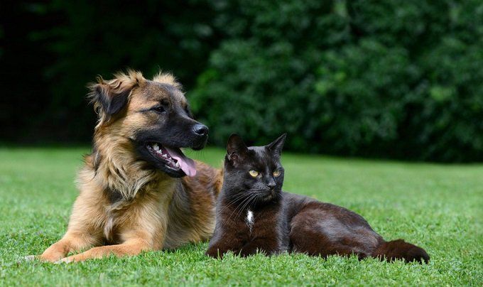 A dog and a cat in a garden