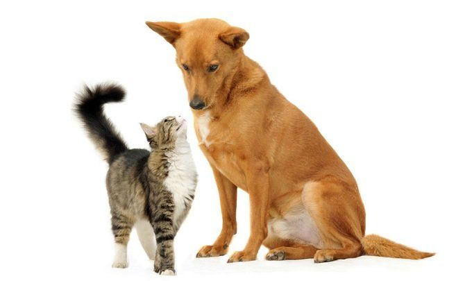 Professional care for your pets