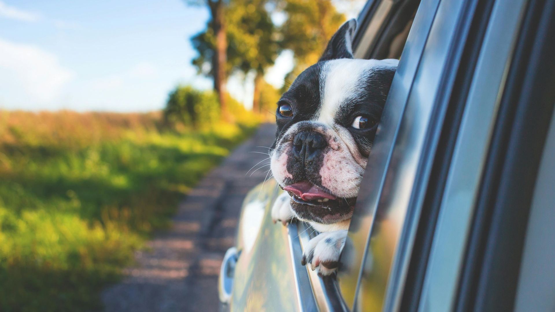 Close up of happy dog hanging out of a car window