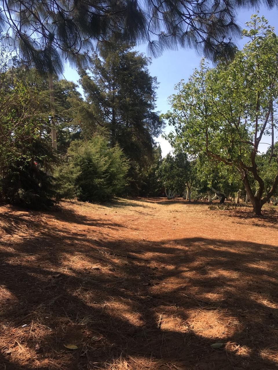 Claro de tierra iluminado por el sol con árboles dispersos y sombras profundas en una zona boscosa.