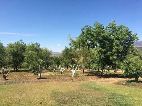 Huerto con árboles frondosos de color verde bajo un cielo azul claro y hierba seca en Yéucate®, en Chiquilistlán, Jalisco