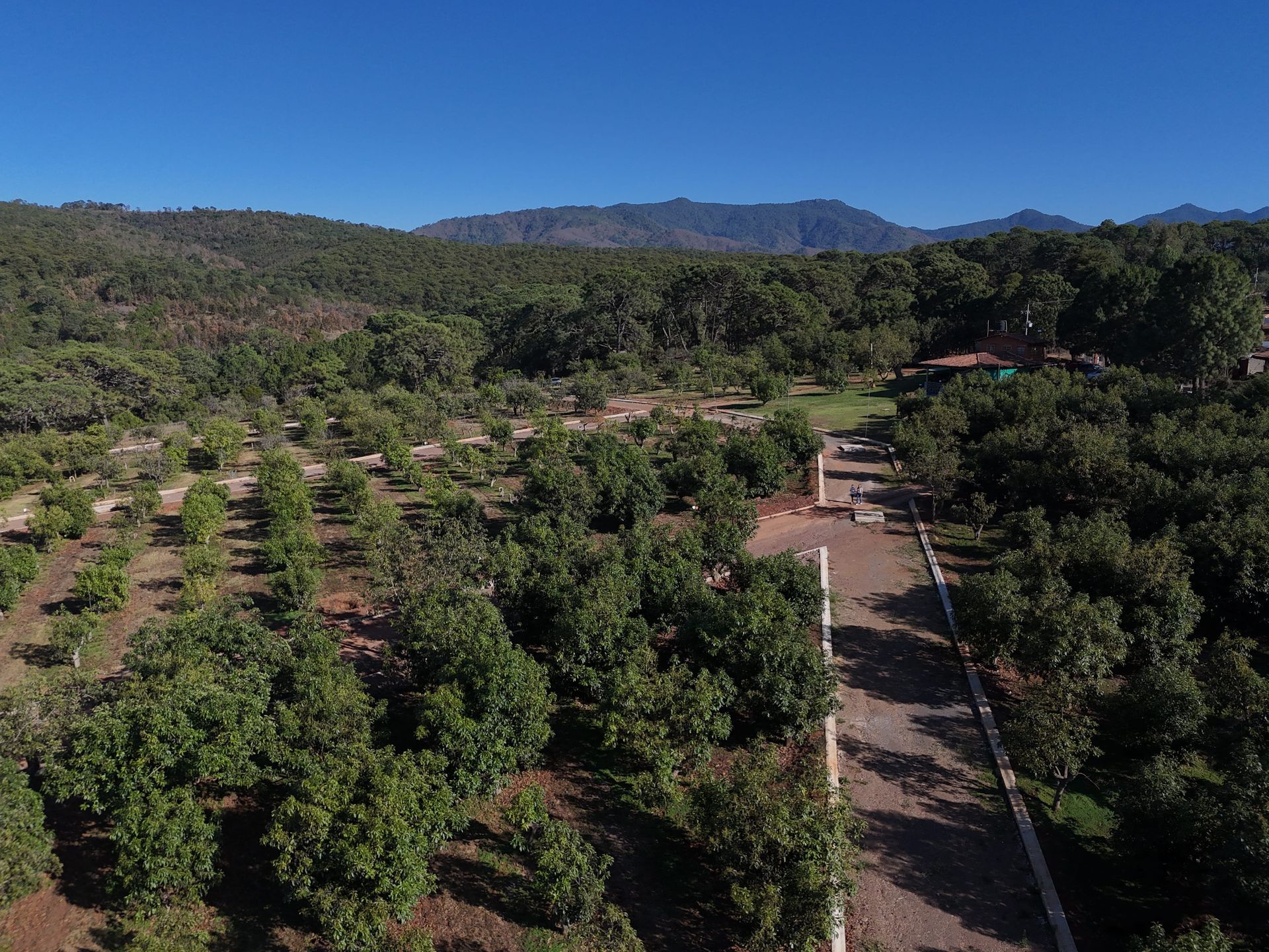 Vista aérea de un huerto verde con hileras de árboles, un camino de tierra y montañas en la distancia.