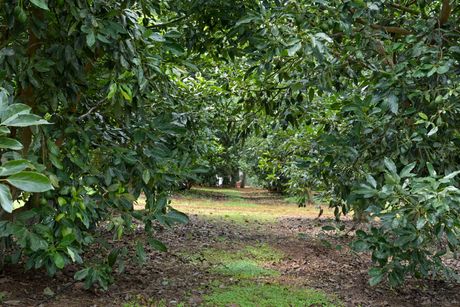 Sendero de tierra bordeado de árboles en Yéucate®, en Chiquilistlán, Jalisco