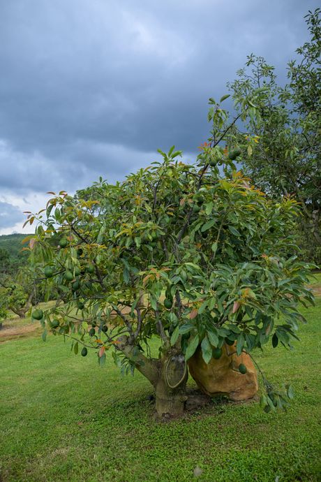 Árbol frutal en un campo de hierba bajo un cielo nublado, con una roca a sus pies en Yéucate®, en Chiquilistlán, Jalisco