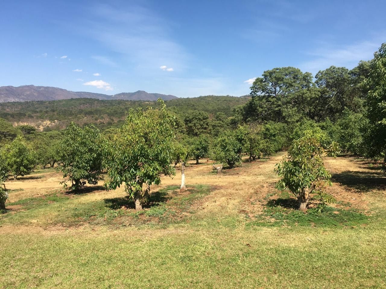 Huerto soleado con árboles jóvenes, hierba seca y montañas bajo un cielo azul despejado.