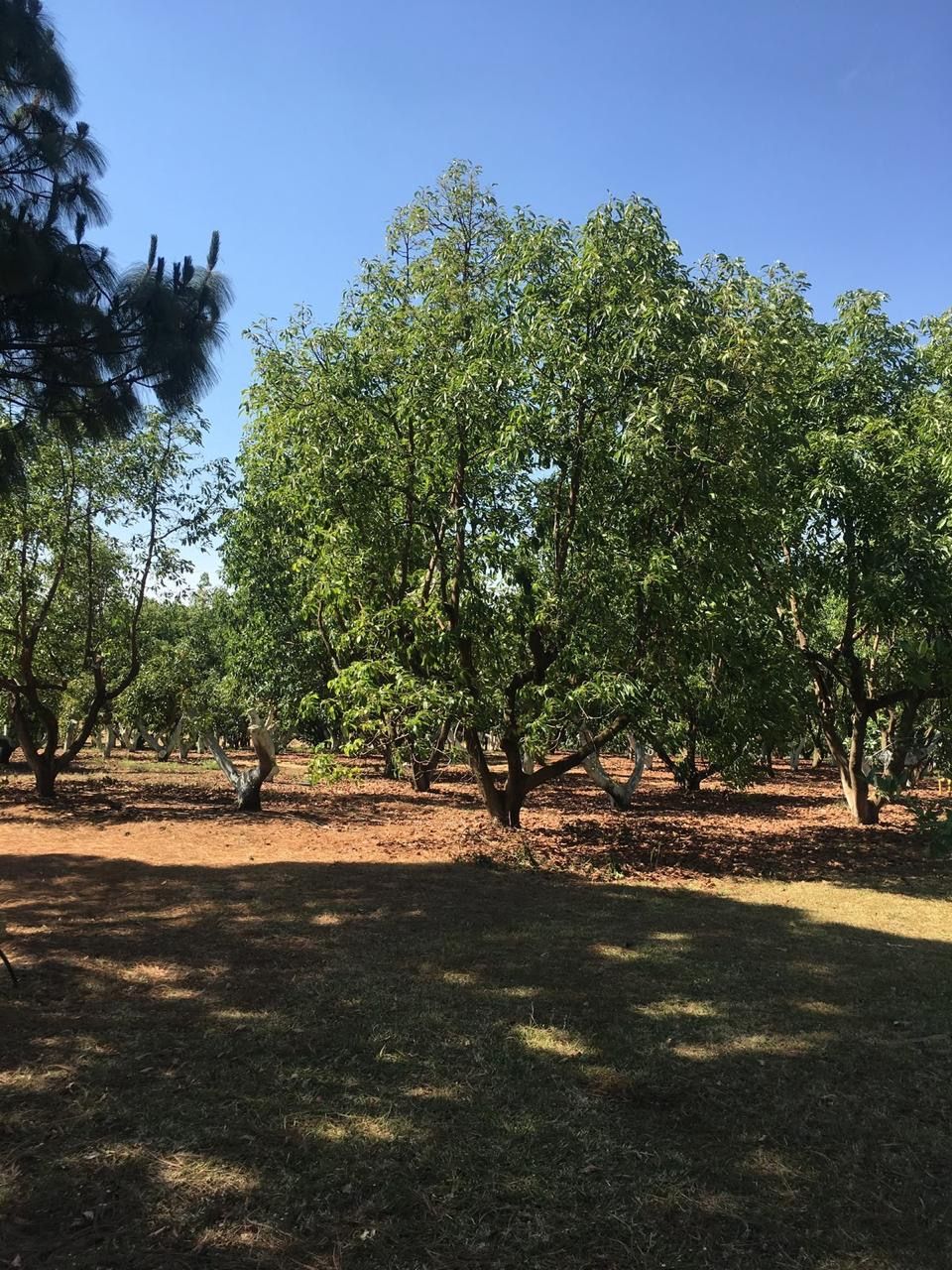 Huerto soleado con árboles verdes que proyectan sombras sobre el suelo seco bajo un cielo azul.