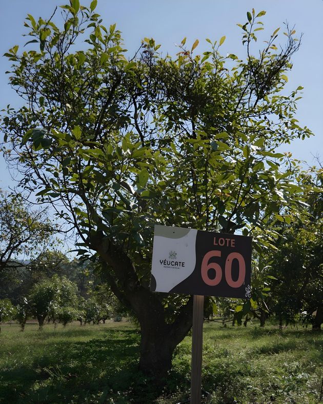 Árbol en un huerto cubierto de hierba junto a un cartel que dice
