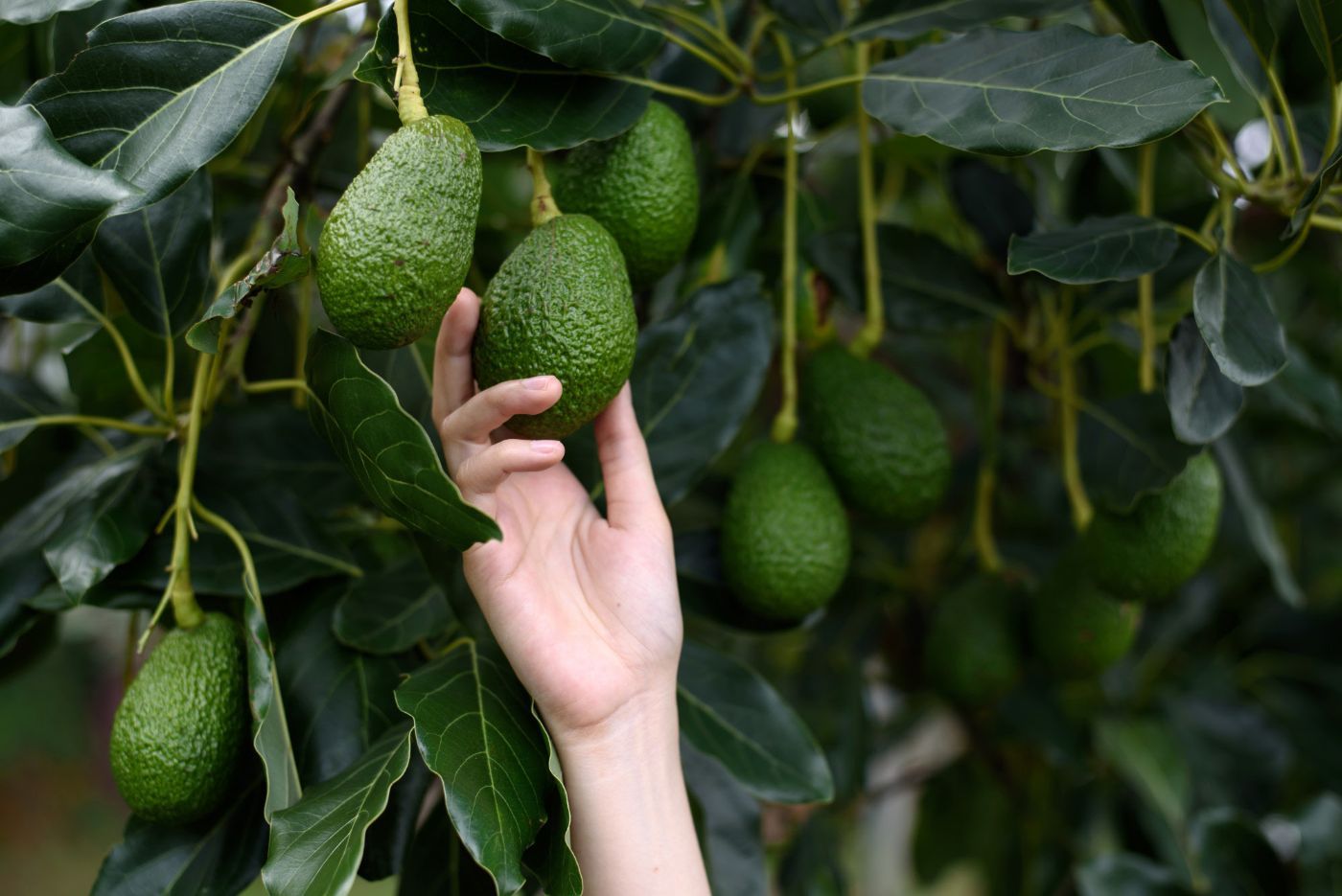 Una mano se extiende hacia un aguacate verde que cuelga de un árbol de aguacate.