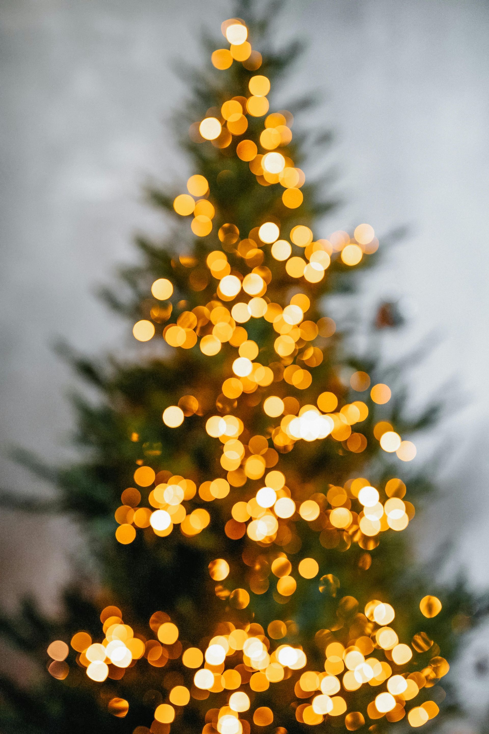 Christmas Tree Delivery in Dunedin and Clearwater