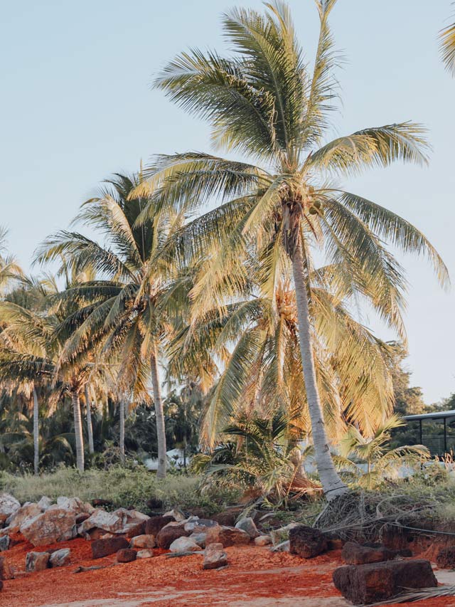 Palm trees and sand in front of Skippers at Dundee