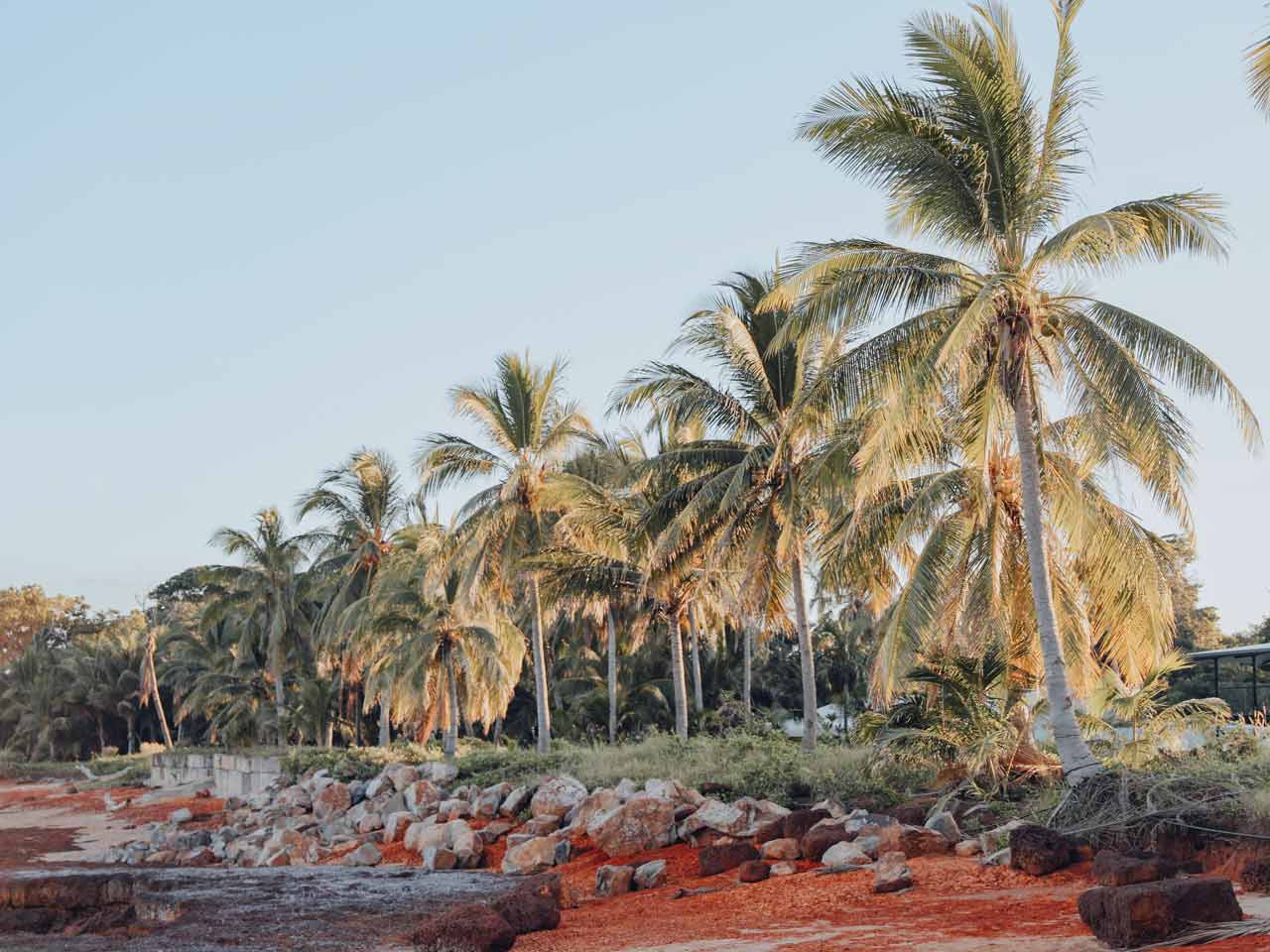 Palm trees and sand in front of Skippers at Dundee