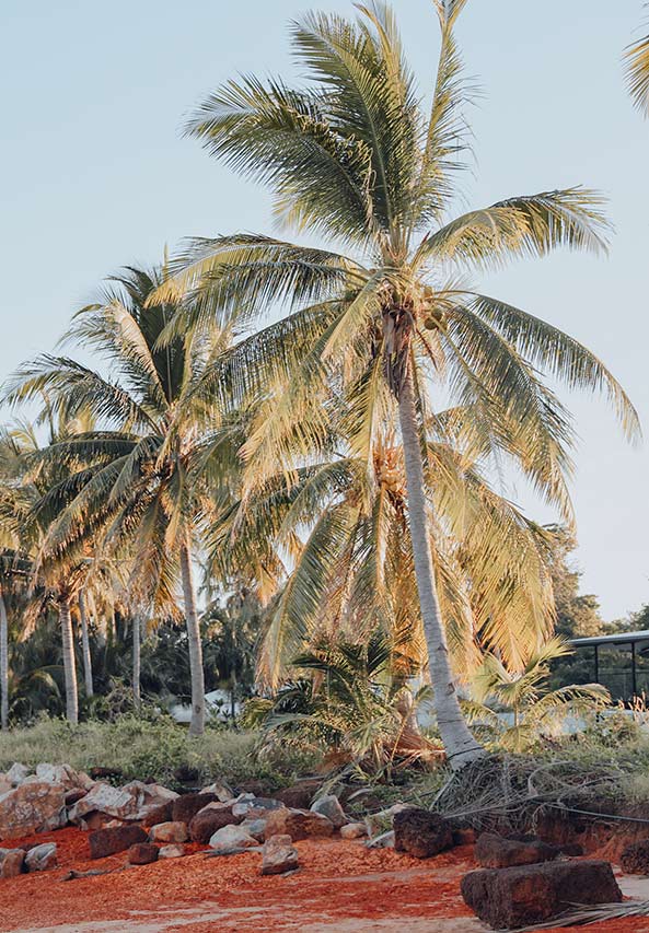 Palm trees and sand in front of Skippers at Dundee