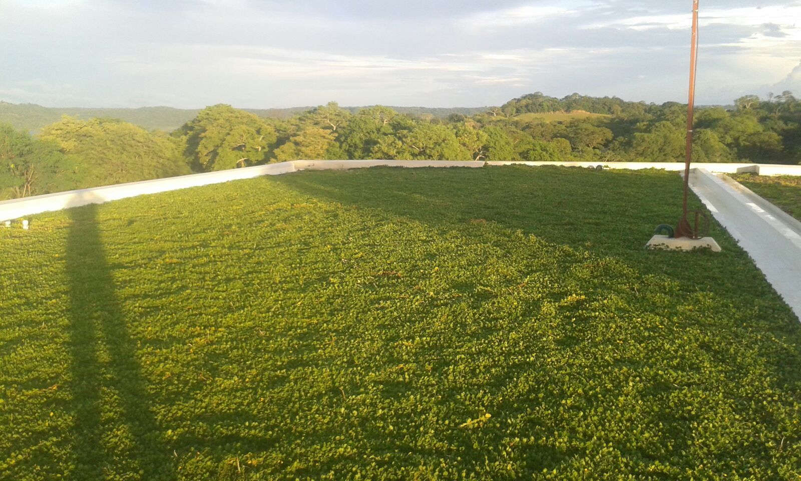 a lush green field of grass with trees in the background .
