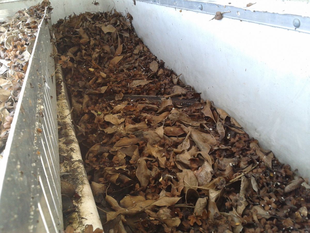 good practices for rainwater