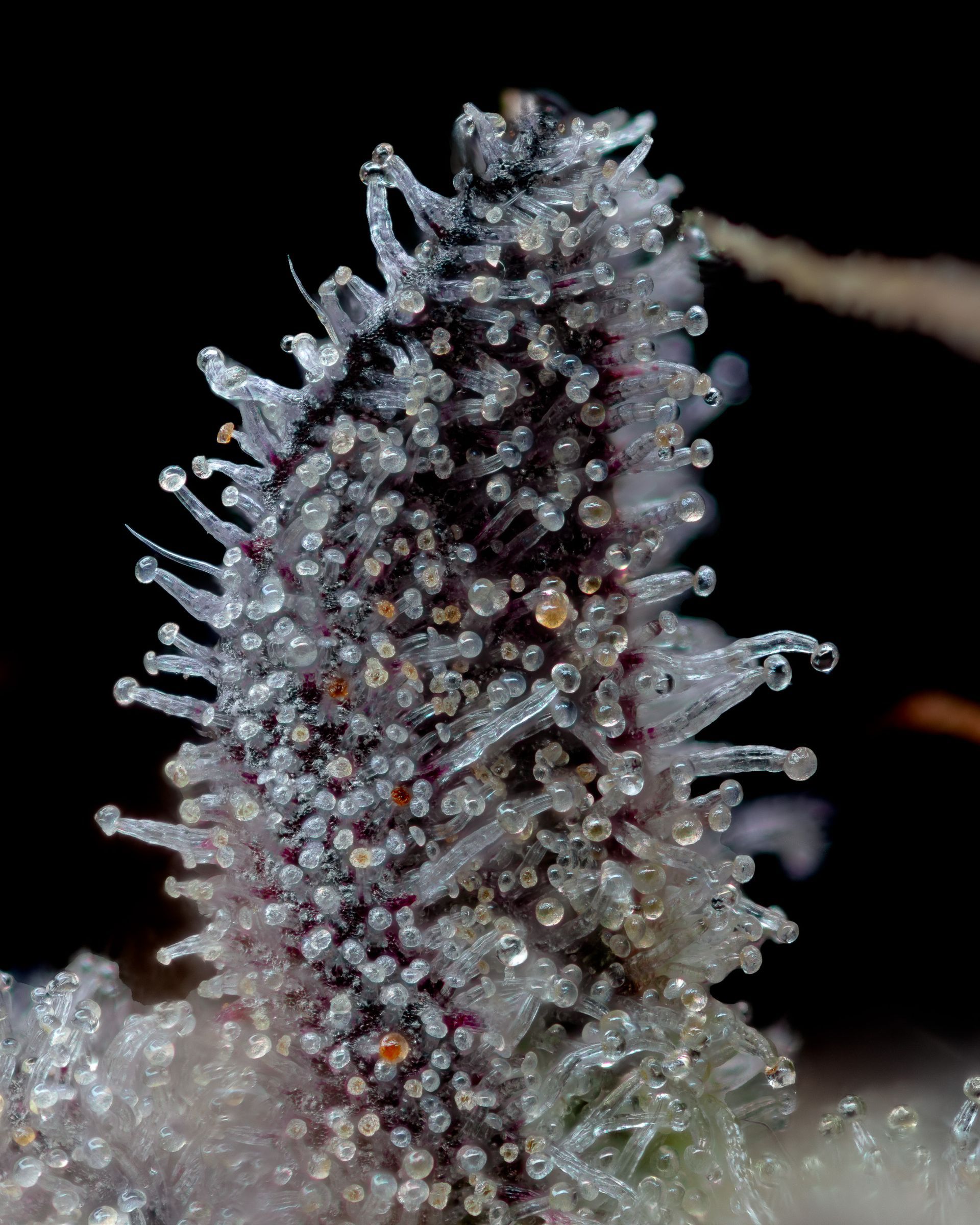 Close-up of cannabis bud covered in trichomes, appearing crystalline and sticky. Dark background.