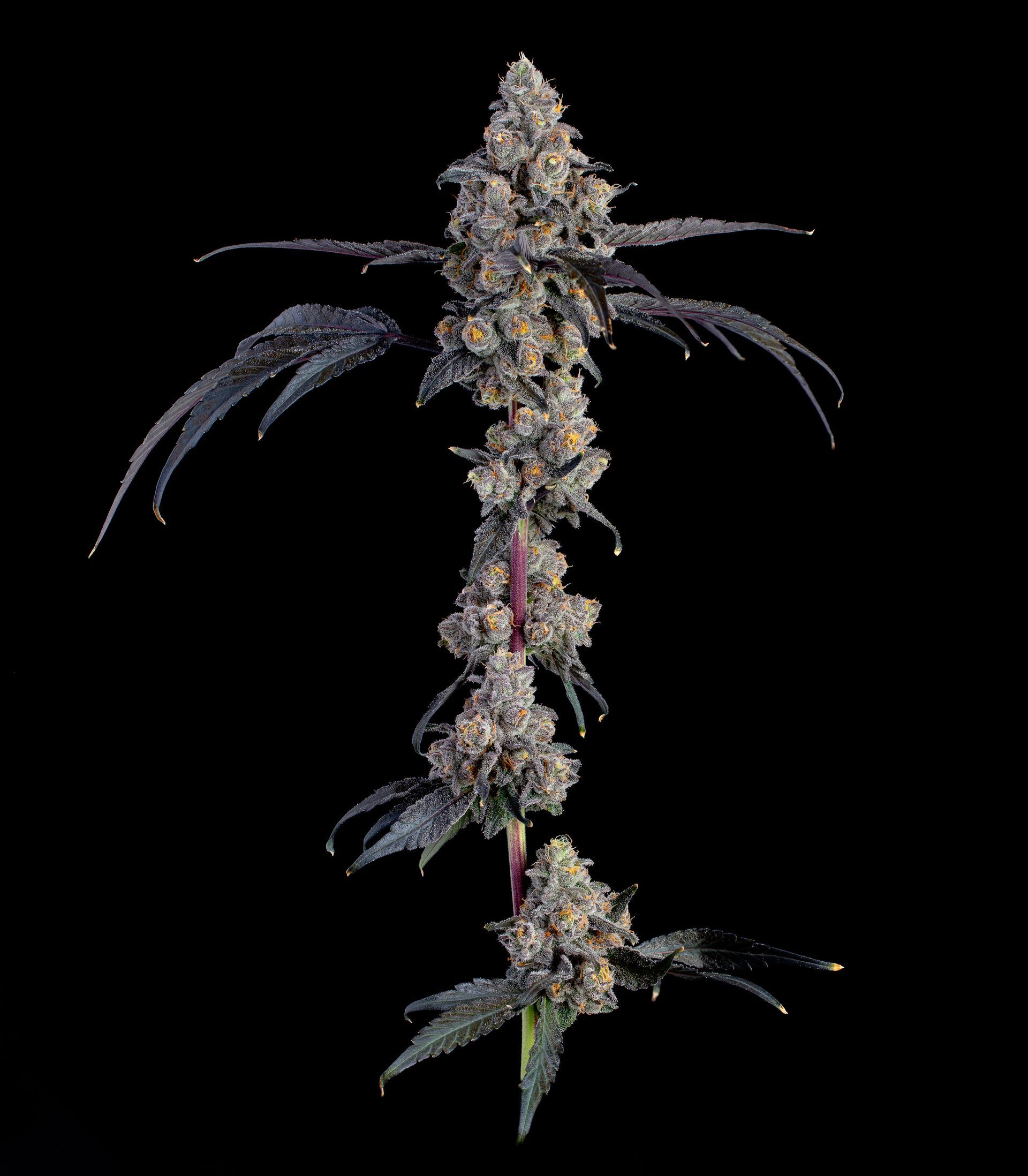 Cannabis flower bud with purple leaves, against a black background.