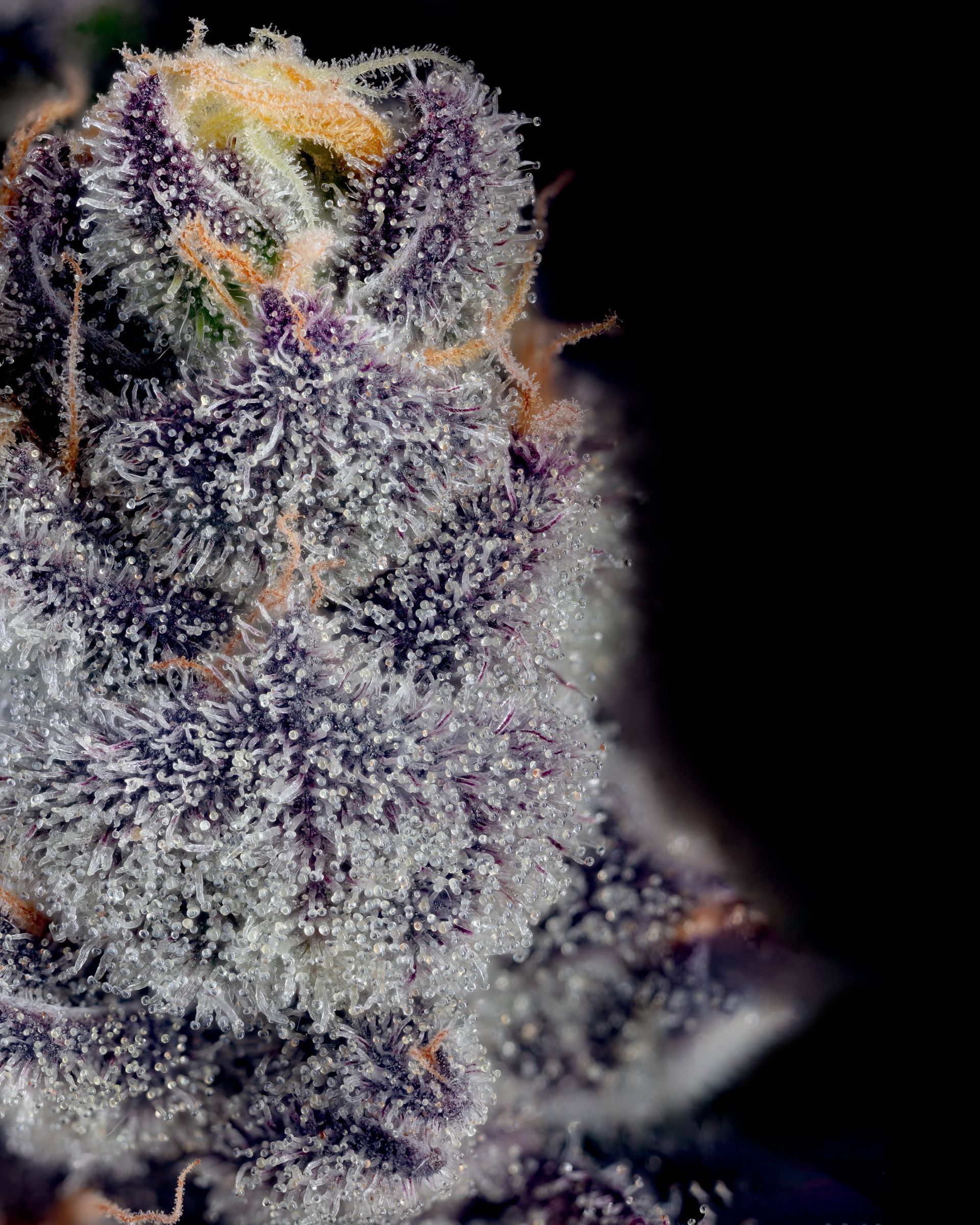 Close-up of a purple cannabis bud with visible trichomes.