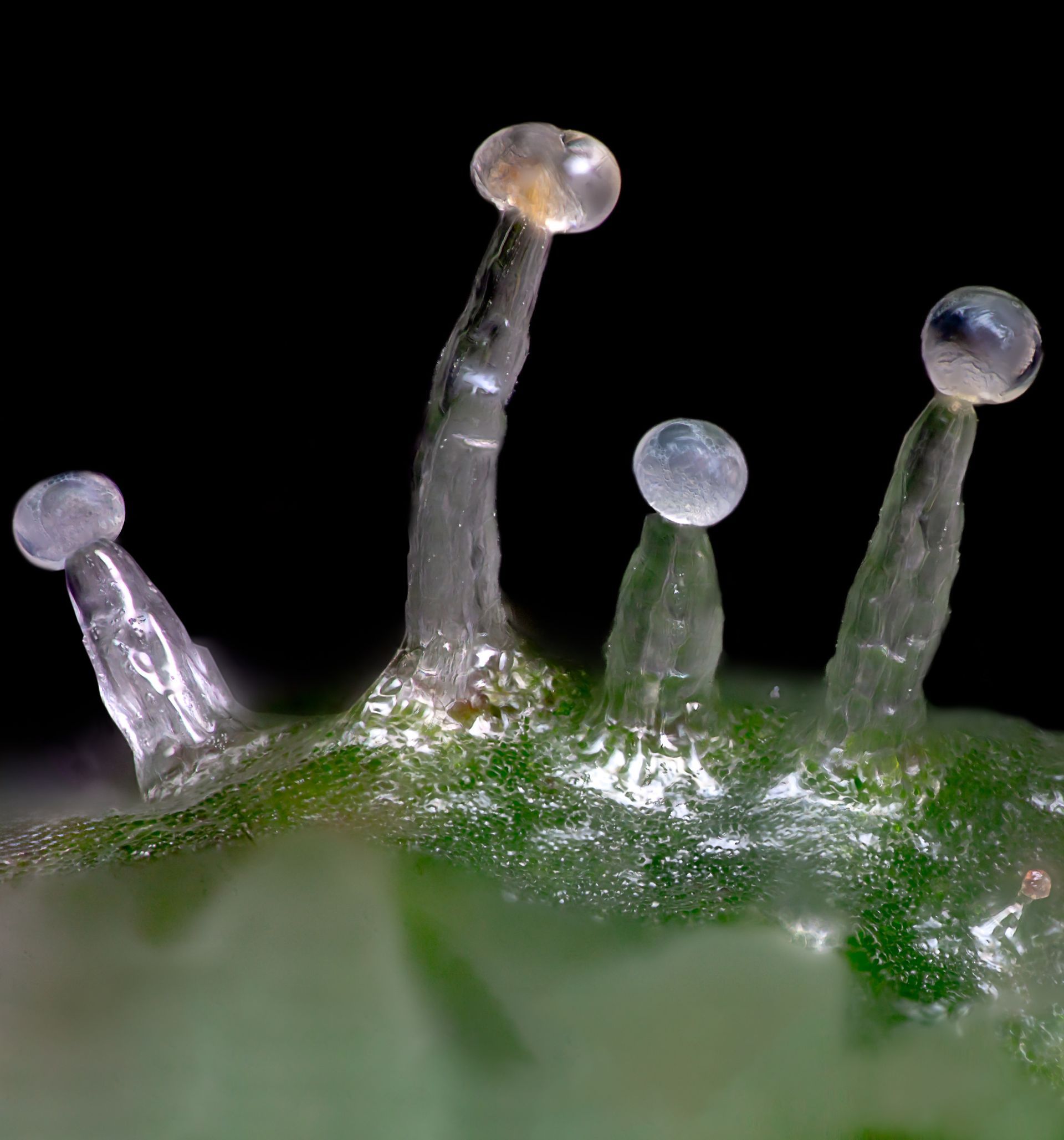 Close-up of translucent trichomes with spherical heads on a green plant against a black background.