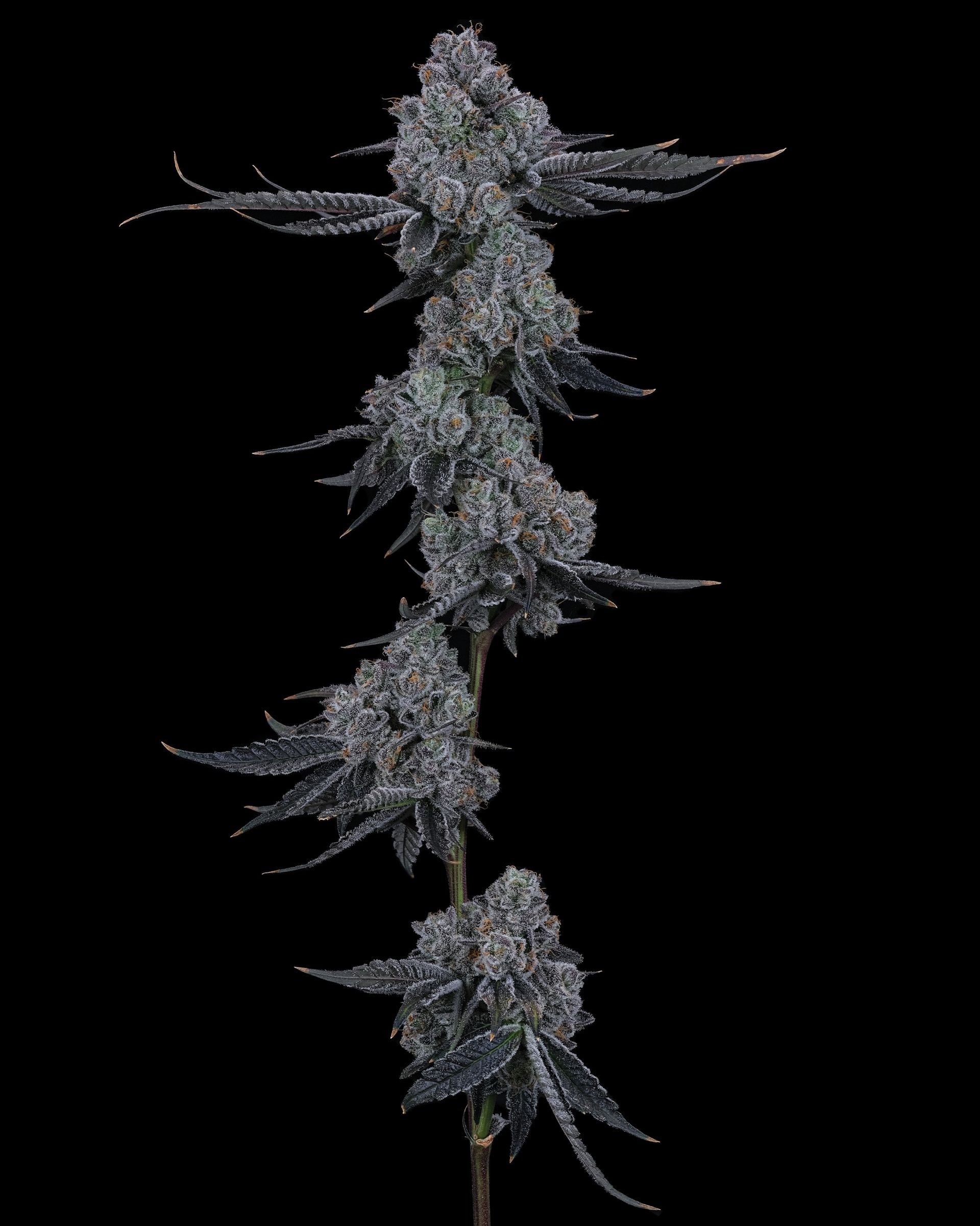 Dark purple cannabis buds on a stem, against a black background.