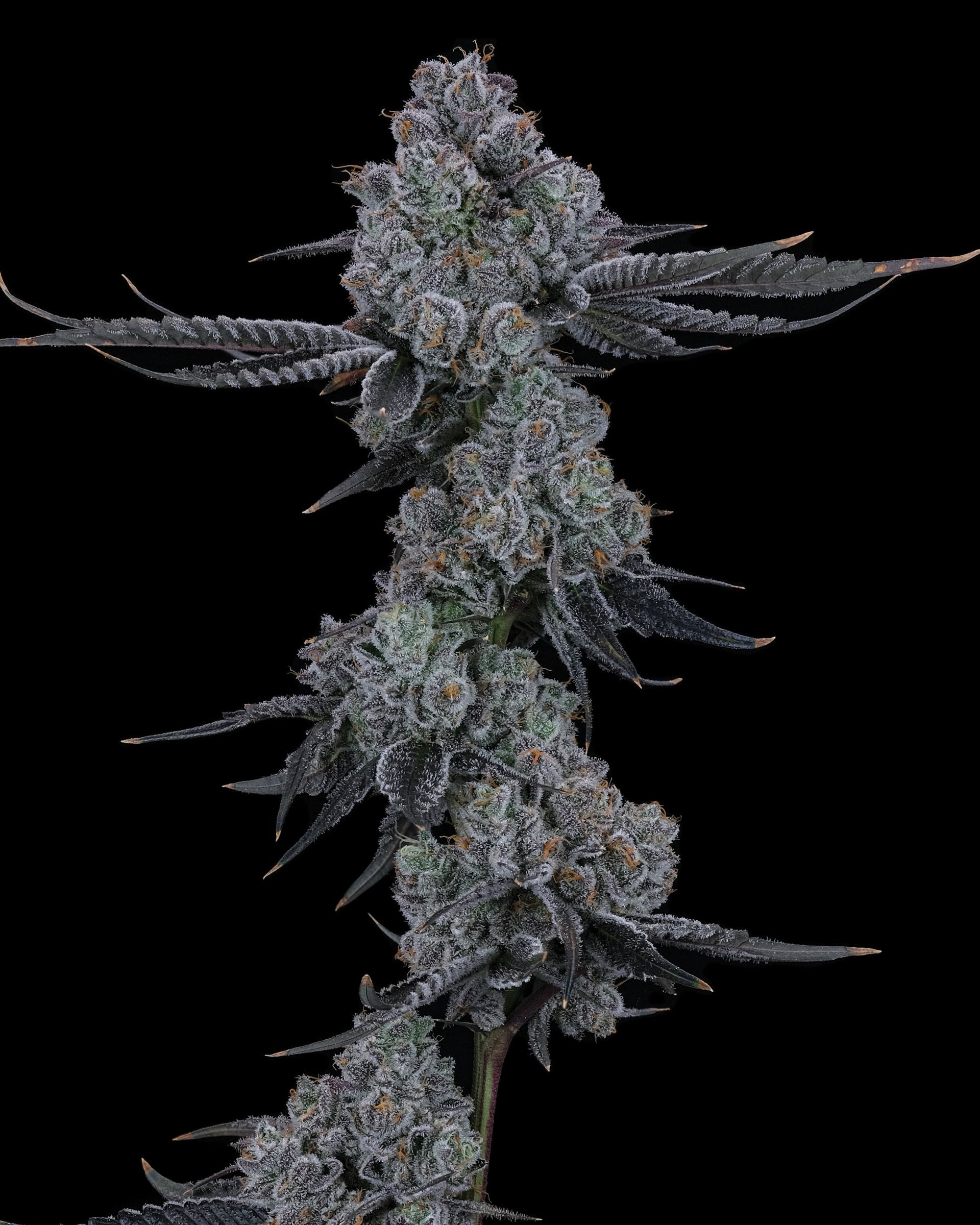 Close-up of a cannabis bud with dense, frosty, purple-green leaves and a dark background.