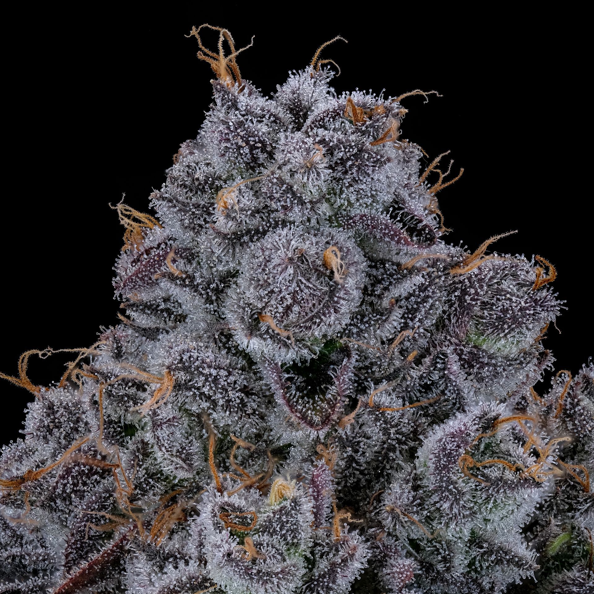 Purple cannabis bud covered in trichomes against a black background.