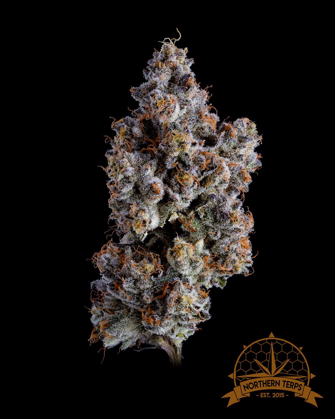Bud of cannabis, densely packed with frosty trichomes, against a black background. Brown and green highlights.