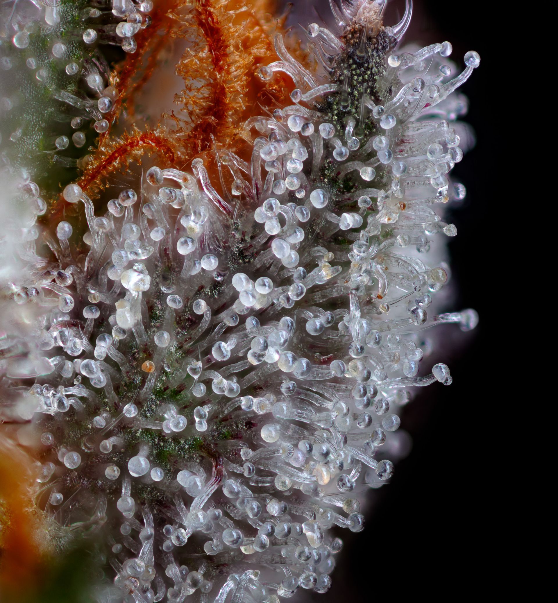 Close-up of a cannabis bud covered in white trichomes and orange pistils, against a black background.
